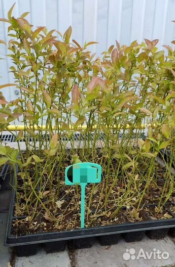 Саженцы голубики