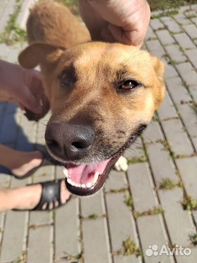 Собака потеряшка