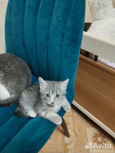 Отдам котят в добрые руки