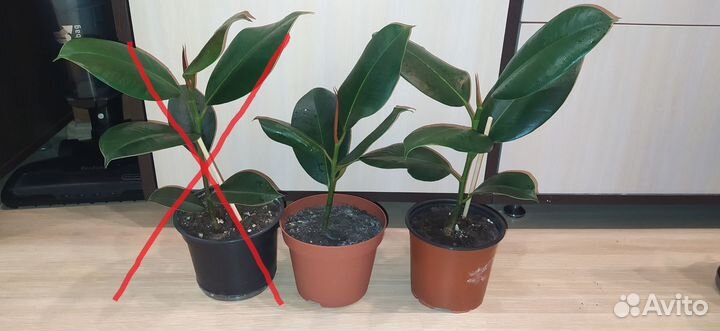 Фикус Каучуконосный Робуста