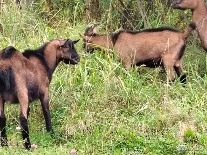 Два чешских козлика