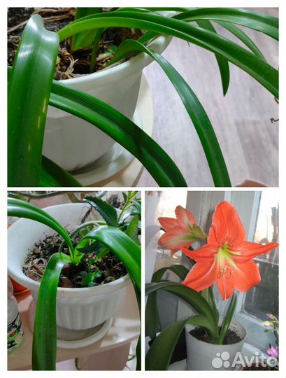 Комнатные растения цветы бесплатно