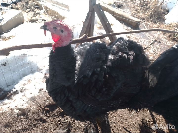 Индюки на племя