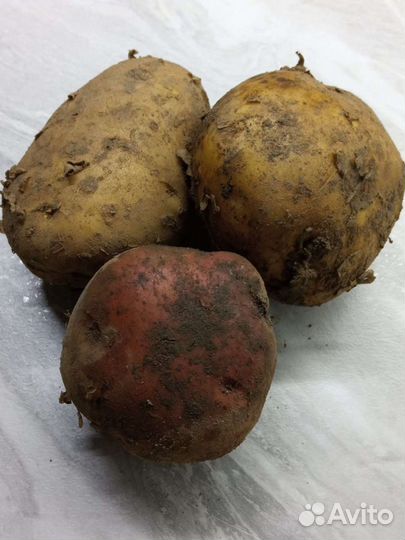 Продам картофель