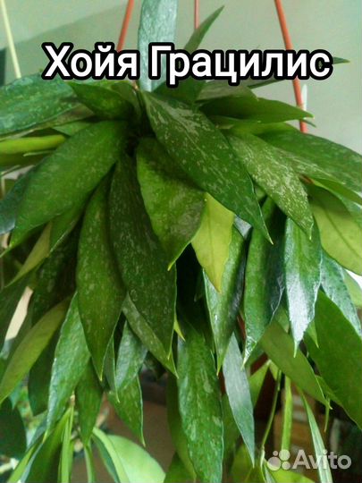 Красавицы хойи 20 сортов