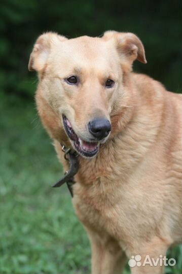 Собачка Дана