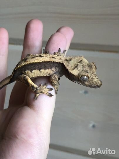 Реснитчатый бананоед