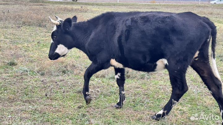 Корова с бычком