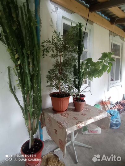 Комнатные цветы шефлера