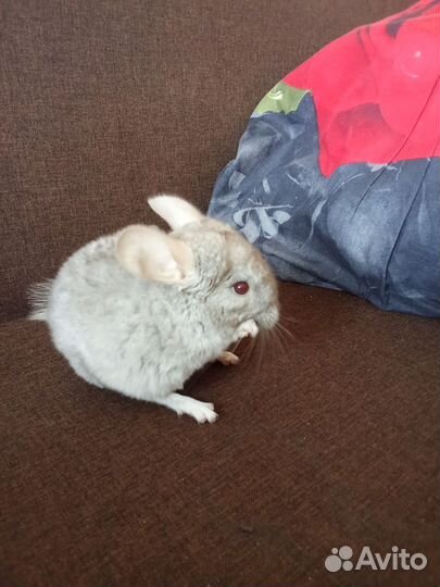 Шиншилла девочка