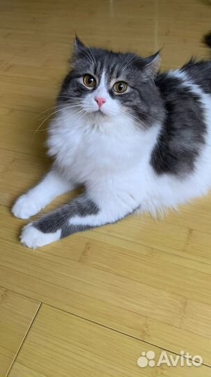 Курильский бобтейл