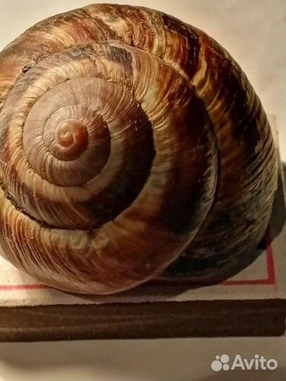 Улитка виноградная