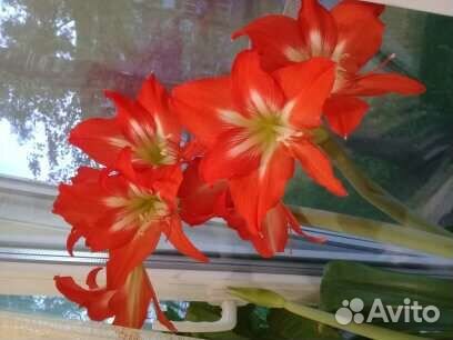 Гиппиаструм