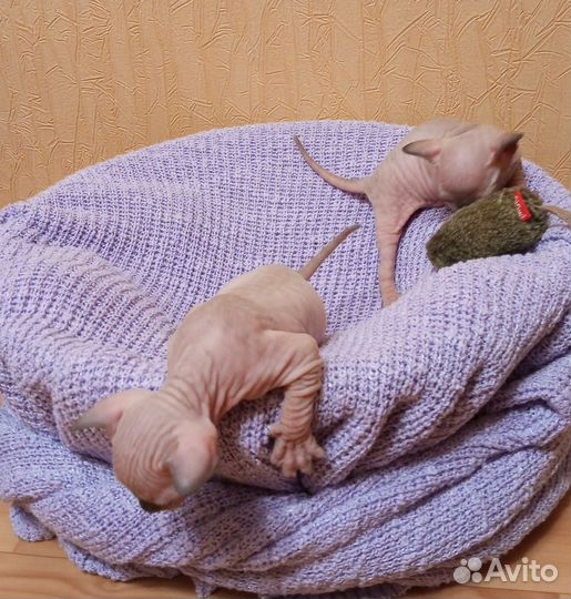 Канадский сфинкс