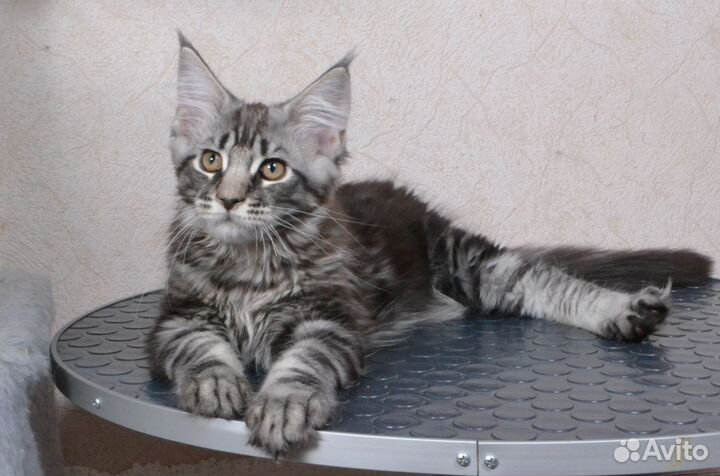 Шикарный Дартаньян)