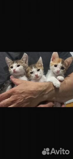 Котята в добрые руки даром