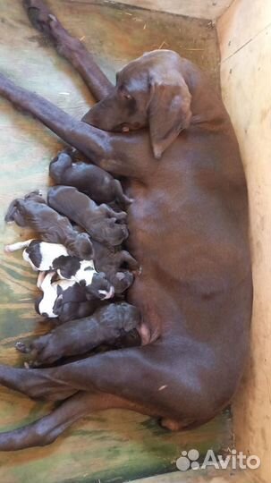 Щенки курцхаар