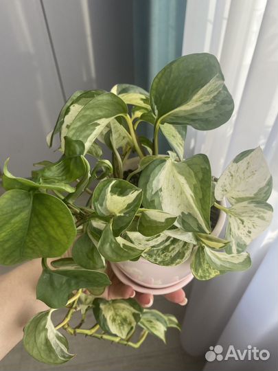 Эпипремнум хеппи лиф