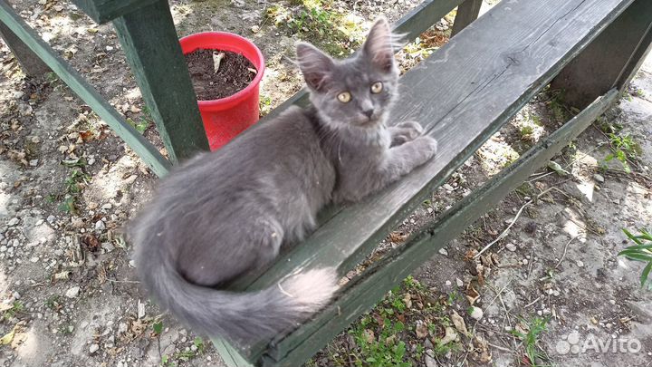 Отдадим котят в добрые руки