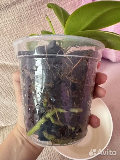 Орхидея белая мультифоора