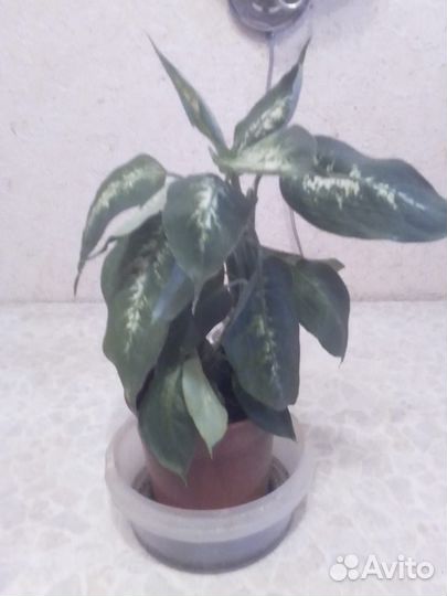 Диффенбахия Компакта