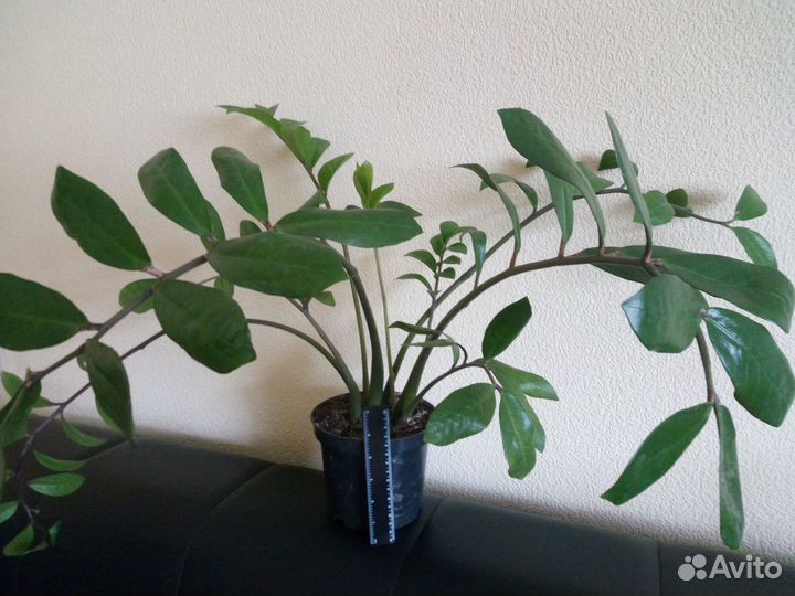 Замиокулькас