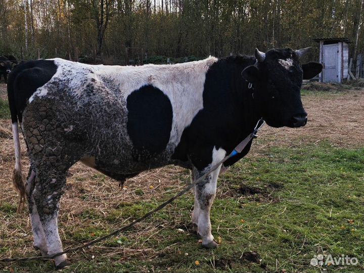 Бык 1.5 года 540кг