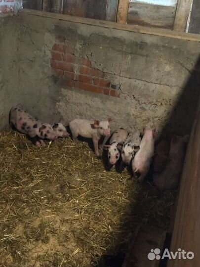 Поросенок ландрас