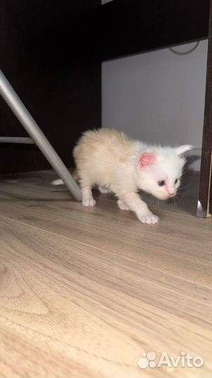 Котята мейн-кун