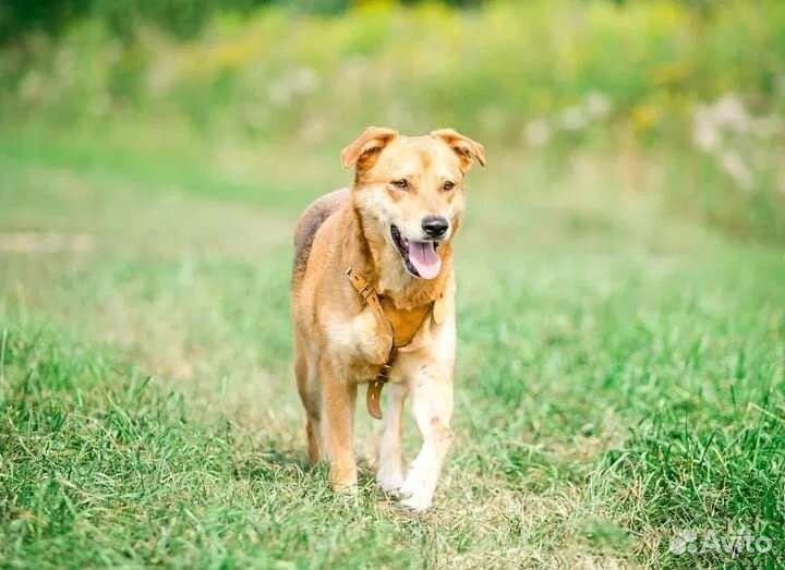 Собака в добрые руки