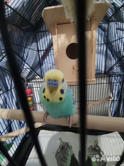 Волнистый попугай с клеткой