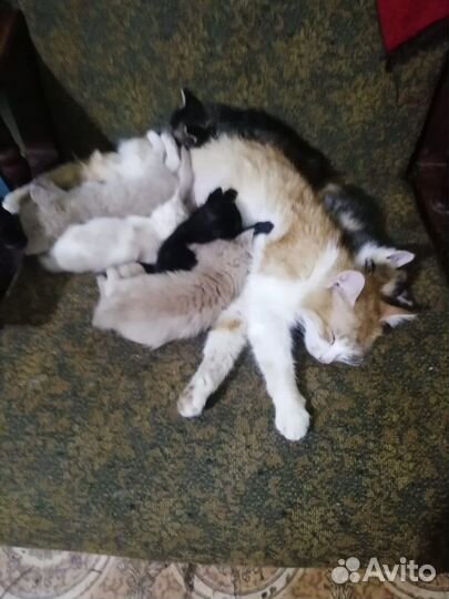 Котята в добрые руки «благовещенские»