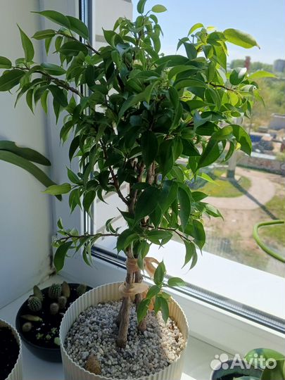 Комнатные растения фикус традесканция хавортия