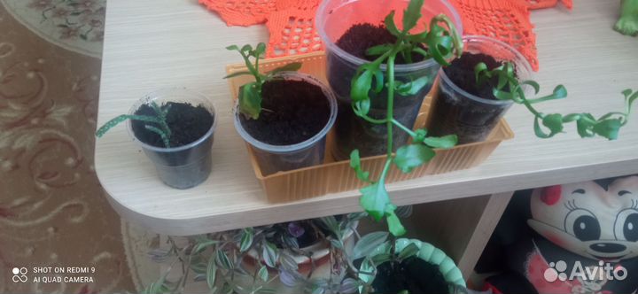 Розан, хатиора,рипсалис, каланхоэ(оленьи рожки)