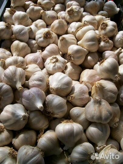 Семена озимого чеснока Шадейка