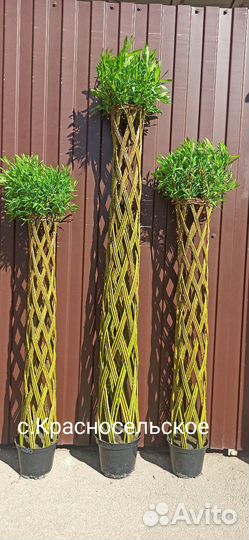 Плетеные деревья из ивы