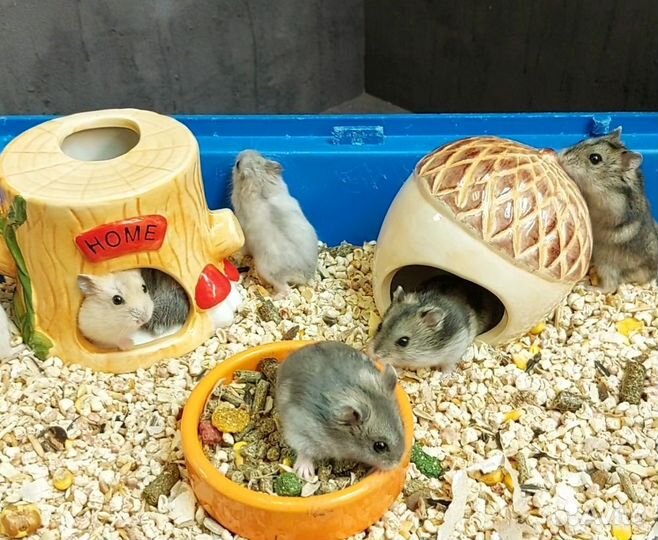 Джунгарские хомячки