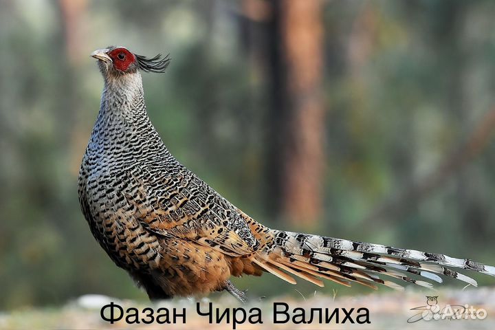 Фазан Чира Валиха (чиир)