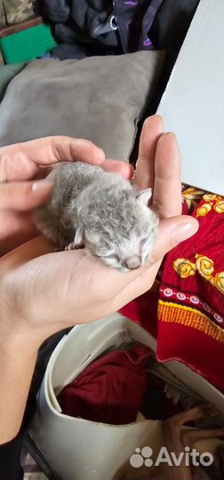 Котята доночки смесь