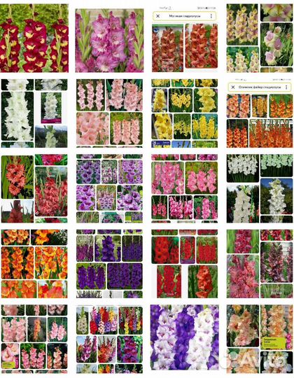 Гладиолусы коллекционные и сортовые