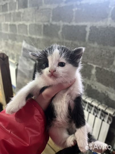 Прекрасный котёночек