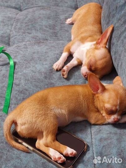 Щенок Чихуахуа мини
