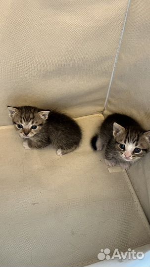 Котята в добрые руки бесплатно