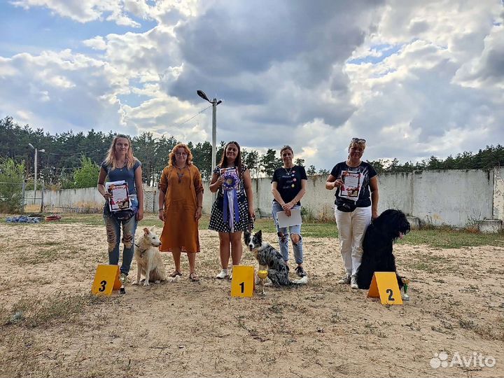 Дрессировка и воспитание собак, кинолог