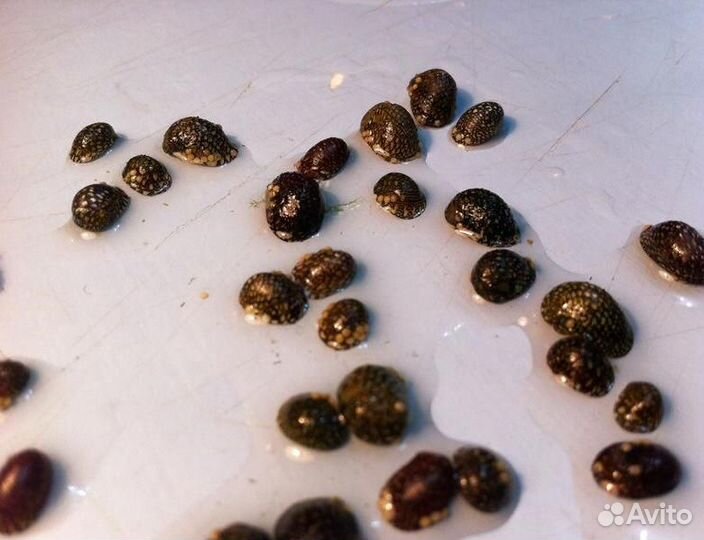 Теодоксус улитка