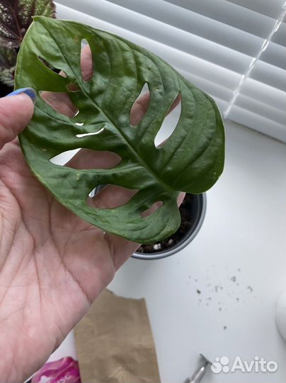 Монстера манки (черенки)