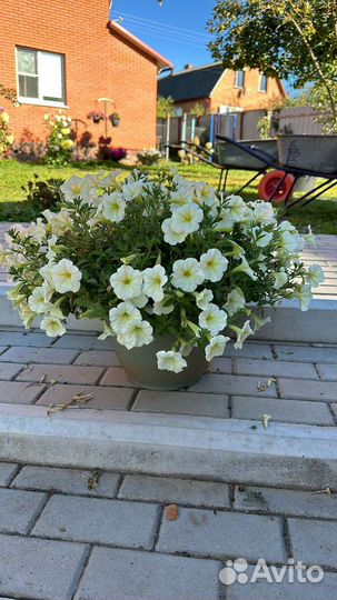 Петуния семенная