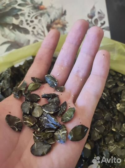 Жмых тыквенный