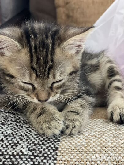 Кошка в дар