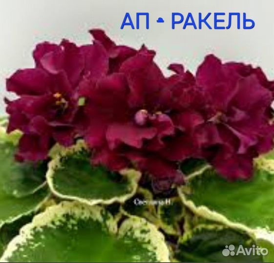 Детки сортовых фиалок